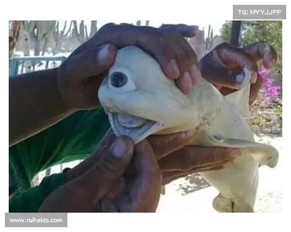 大连鲲城与穆谢奎商业合作模式分析及未来发展潜力探讨